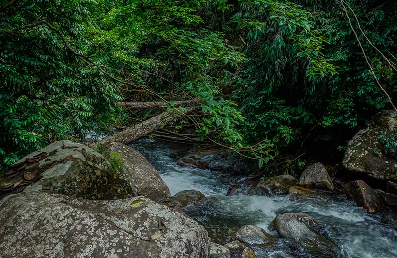 Kanneliya Rainforest