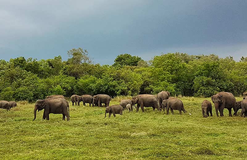 Kaudulla National Park