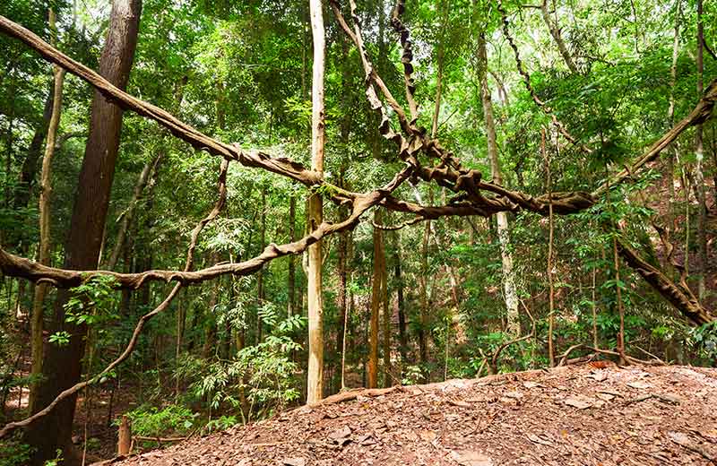 Udawattekele Forest Reserve