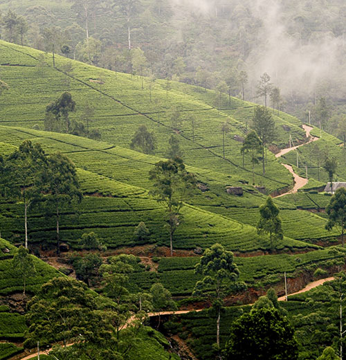 Nuwara Eliya