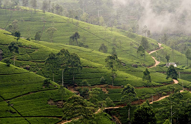 Nuwara Eliya