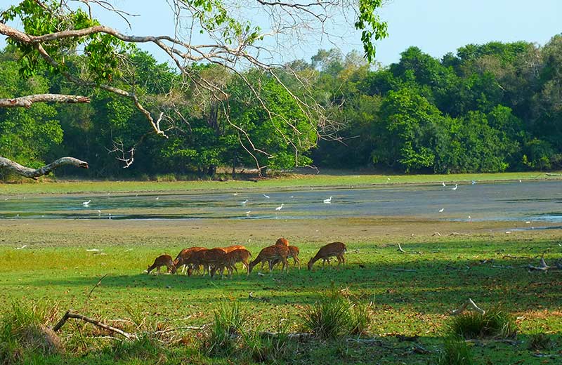 Wilpattu National Park