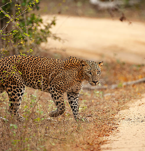 Yala National Park