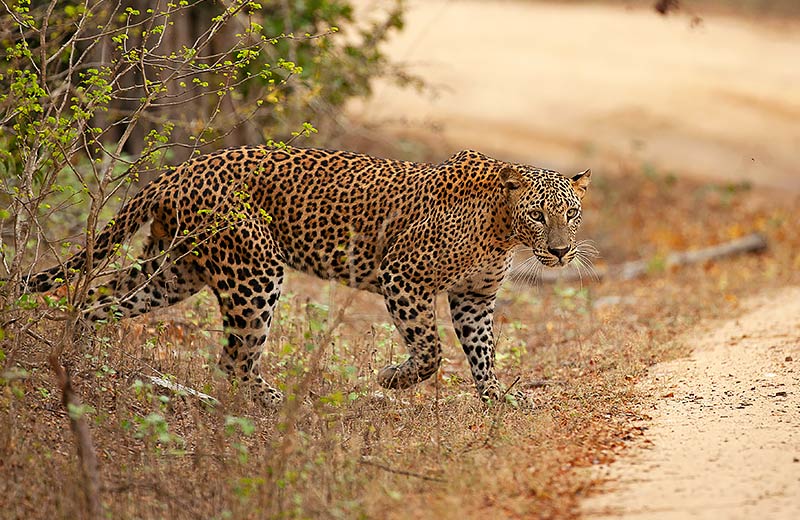 Yala National Park